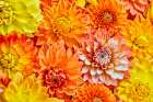 USA-Washington State-Issaquah Dahlias on display Art Print
